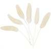 Trockenblumen - Lagurus 3-7cm, 6 STk