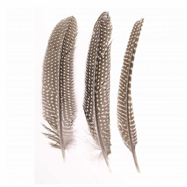 Guinea fowl feathers, 16-18cm, 2g