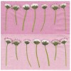 Napkin Daisys, 1 piece