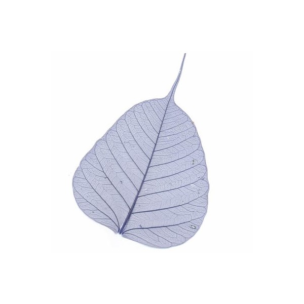 Feuilles squelette, 8 pièces, bleu