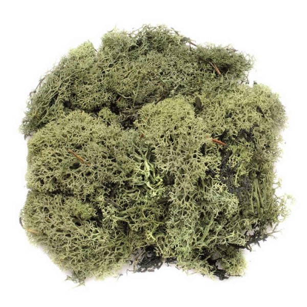 Islandmoss, dark green, 50g